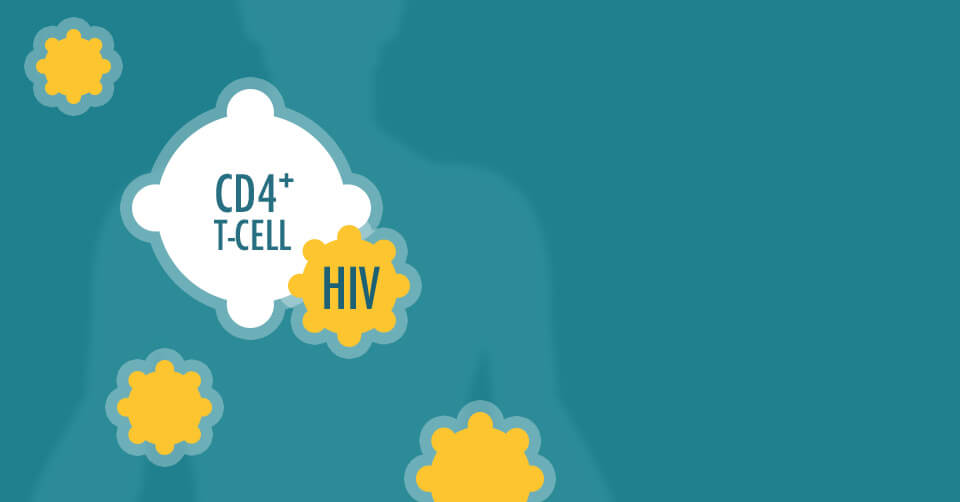 CD4+ T-Cell and HIV Cells